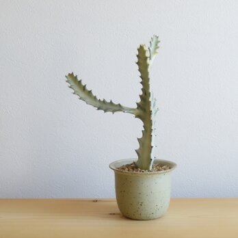 植木鉢　ハット　NCCの画像