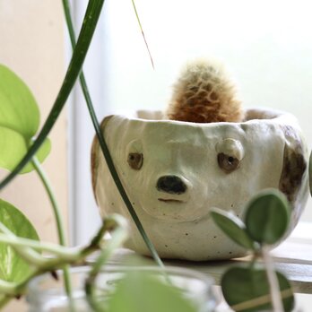 眠たげな犬 サボテン 植木鉢の画像