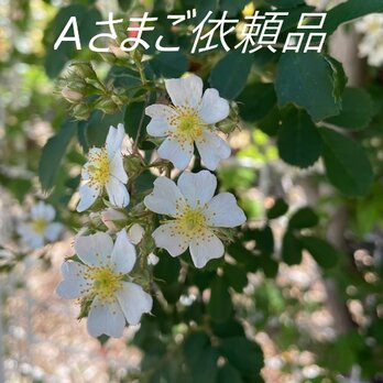 Aさまご依頼品の画像