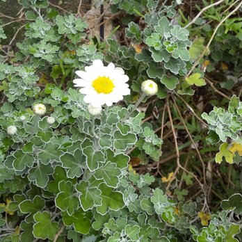 mio様専用 季節の茶花 10月の画像