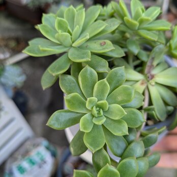 多肉植物 マッコス　カット苗　1つの画像