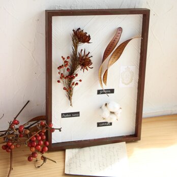 （展示用20％off)植物標本アレンジ（ギンネムたち）の画像
