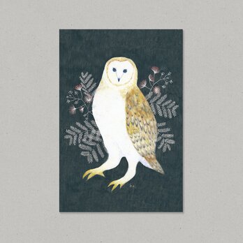【Limited】Animal ポストカード メンフクロウ 2枚組の画像