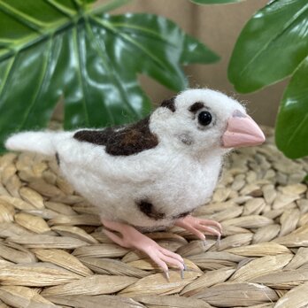 Y様オーダー品　十姉妹の画像