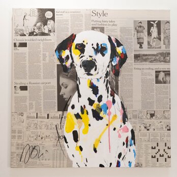 Dalmatian / ダルメシアンの画像