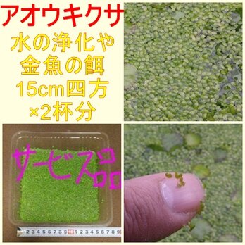 浮草（アオウキクサ）サービス品　×　2杯の画像