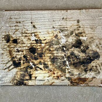 Work 11.11'24 ー 香り、湧き立つ ーの画像