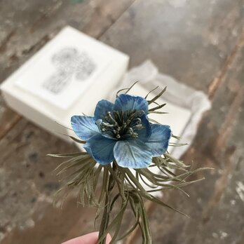 『Nigella-咲きたて』の画像