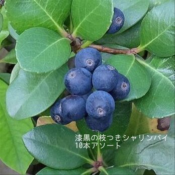 シャリンバイの実　濃い黒紫　撮影花材　リース　ハンドメイドなどに！10本　送料無料