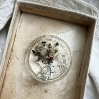 植物標本　コウリンタンポポ　綿毛の画像