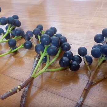 シャリンバイの青い実　10本の画像