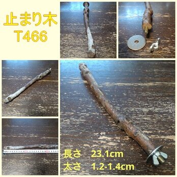 止まり木（枝：TOY-08-015）T466の画像
