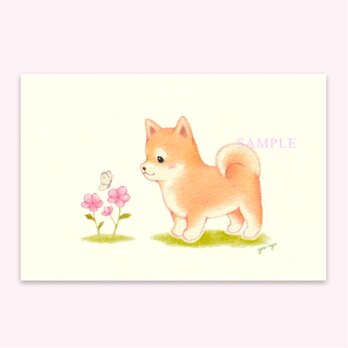 ポストカード『柴犬ちゃんのお散歩』２枚入の画像