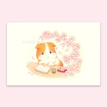 ポストカード 和言葉『零れ桜』２枚入の画像