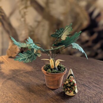 小さな小さな観葉植物　セロームの画像