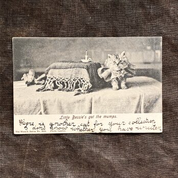 アンティーク ポストカード  フリルをつけた仔猫の画像