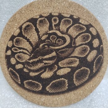 コースター　ボールパイソンの画像