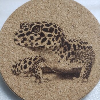 コースター　ヒョウモントカゲモドキの画像