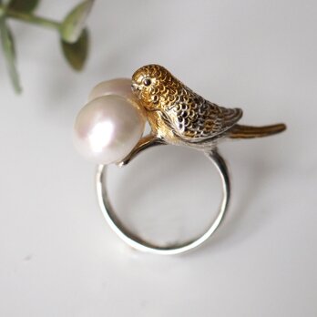 手乗りセキセイインコパールSilverリングの画像