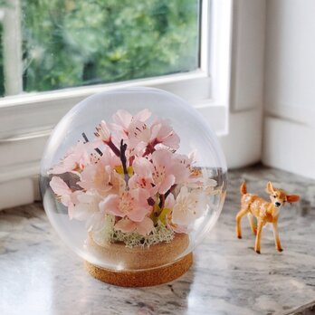 春を告げる桜のガラスドーム Cherry Blossom  ひな祭り　お花見の画像
