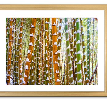 【額付アート写真/A3サイズ】GREEN AND ORANGE BAMBOO FOREST（緑とオレンジの竹林）の画像