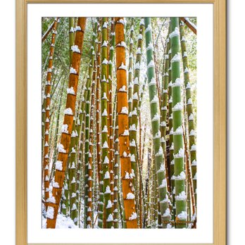 【額付アート写真/A3サイズ】GREEN AND ORANGE BAMBOO FOREST（緑とオレンジの竹林）タテバージョンの画像