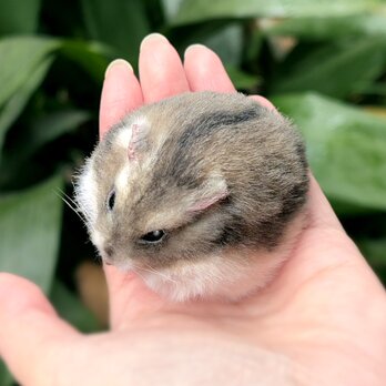 まんまるハムスターのぬいぐるみの画像