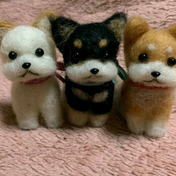 注文制作 羊毛フェルト柴犬の画像
