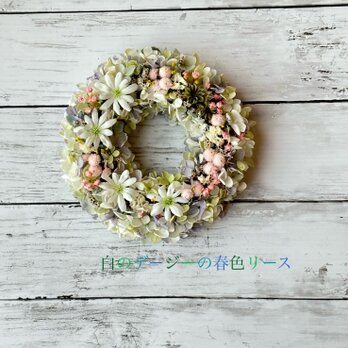 春色リース！白のデージーの春色リースの画像