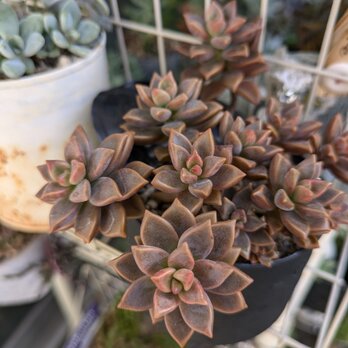 多肉植物 ブロンズ姫　カット苗　1つの画像