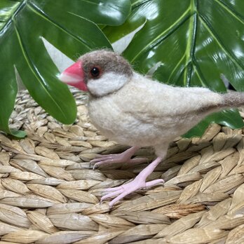 羊毛フェルト　シナモン文鳥の画像
