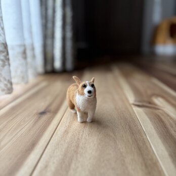 まとわりつくコーギーの画像