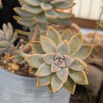 多肉植物　桜牡丹　ゴースティ 　カット苗　1つの画像