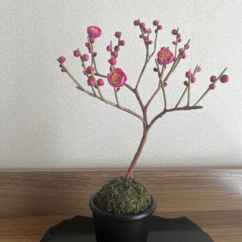 梅の花の画像