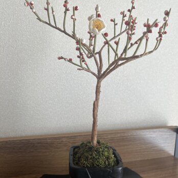 梅の花の画像