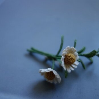 chamomile & rosemary / miniの画像