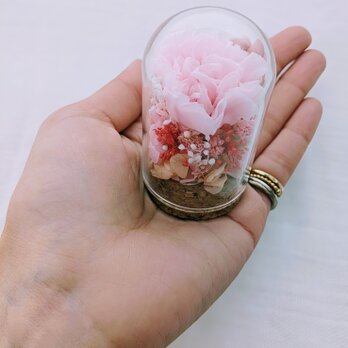 カーネーションのプリザーブドフラワー／ミニガラスドーム桜色の画像