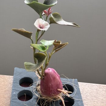 クレイの花(粘土).さつまいもの花
