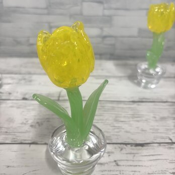 3月の鉢植え　黄色のチューリップの画像