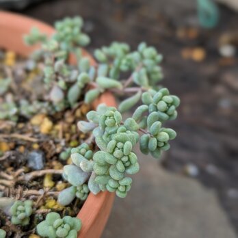 多肉植物　パープルヘイズ 　カット苗　6カット　根元からカット致します。の画像