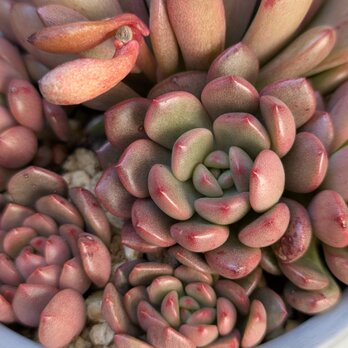 多肉植物　ピンクルルビー 　カット苗　1つの画像