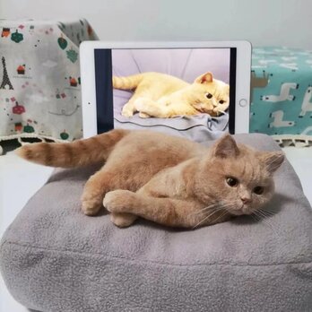 【受注作製】羊毛フェルト、うちの子、猫ぬいぐるみ、フェルト猫、ペットの肖像画、犬猫人形、トイプードル、ペットロス、うちのこ記念日の画像