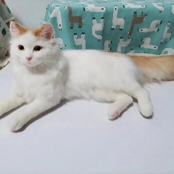 【受注作製】羊毛フェルト、うちの子、猫ぬいぐるみ、フェルト猫、ペットの肖像画、犬猫人形、トイプードル、ペットロス、うちのこ記念日の画像