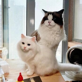 【受注作製】羊毛フェルト、うちの子、猫ぬいぐるみ、フェルト猫、ペットの肖像画、犬猫人形、トイプードル、ペットロス、うちのこ記念日の画像
