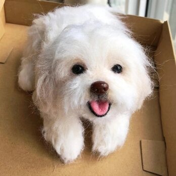 【受注作製】羊毛フェルト、うちの子、犬ぬいぐるみ、フェルト犬、ペットの肖像画、犬猫人形、トイプードル、ペットロス、うちのこ記念日の画像