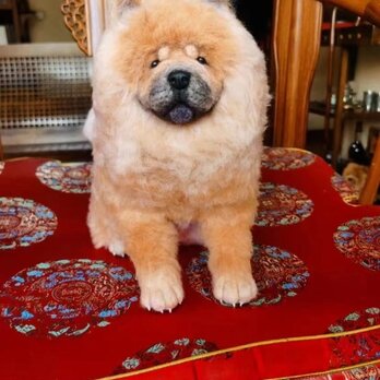 【受注作製】羊毛フェルト、うちの子、犬ぬいぐるみ、フェルト犬、ペットの肖像画、犬猫人形、トイプードル、ペットロス、うちのこ記念日の画像