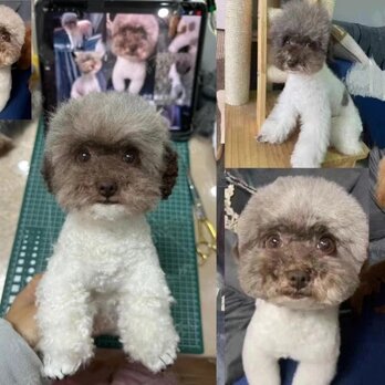 【受注作製】羊毛フェルト、うちの子、犬ぬいぐるみ、フェルト犬、ペットの肖像画、犬猫人形、トイプードル、ペットロス、うちのこ記念日の画像