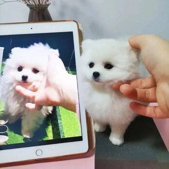 【受注作製】羊毛フェルト、うちの子、犬ぬいぐるみ、フェルト犬、ペットの肖像画、犬猫人形、トイプードル、ペットロス、うちのこ記念日の画像