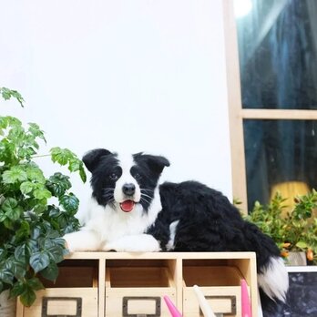【受注作製】羊毛フェルト、うちの子、犬ぬいぐるみ、フェルト犬、ペットの肖像画、犬猫人形、トイプードル、ペットロス、うちのこ記念日の画像