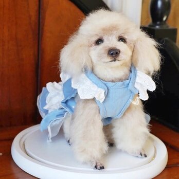 【受注作製】羊毛フェルト、うちの子、犬ぬいぐるみ、フェルト犬、ペットの肖像画、犬猫人形、トイプードル、ペットロス、うちのこ記念日の画像